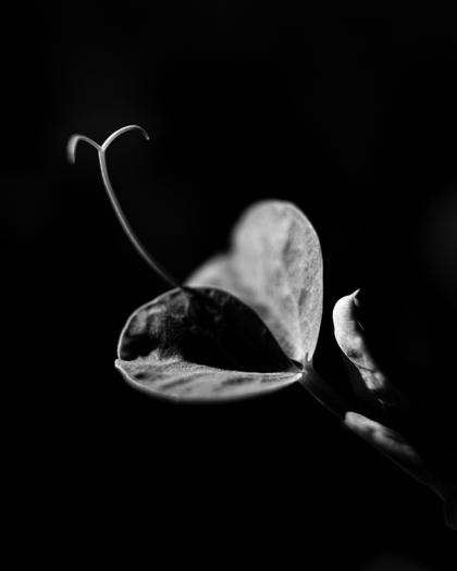 Pflanzenportraits