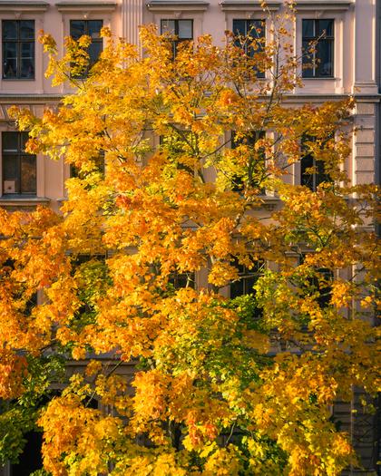 Herbst