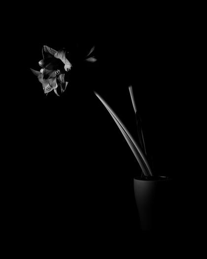 Amaryllis