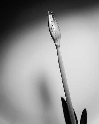Amaryllis 2